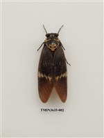 藏品(臺灣爺蟬)的圖片